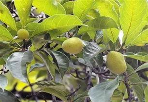 中山网红桂木,探寻古树下的传奇魅力