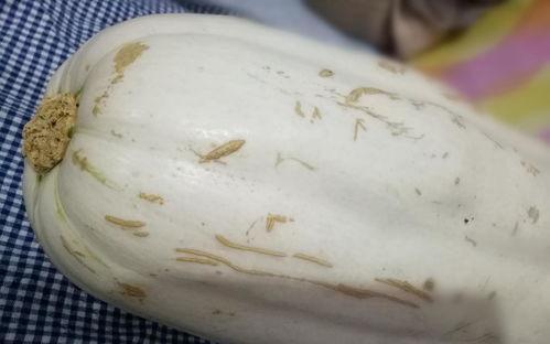 红玉瓜种子包饺子吃,营养美味，创意无限的家常美食