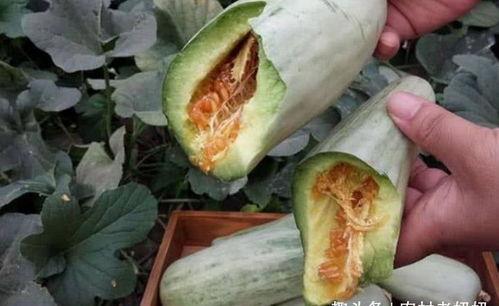 吃一斤田瓜,一斤田瓜的诱惑与魅力