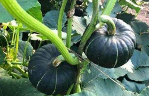 网红郑慧杰瓜,揭秘网红背后的故事与争议