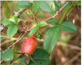 乙醇子吃瓜视频