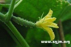 孕妇梦到小瓜吃