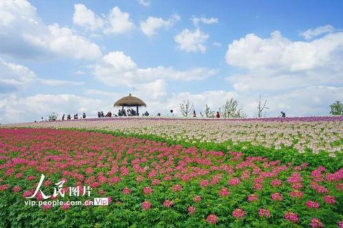 杭州花海今日头条新闻,打造春季赏花新热点