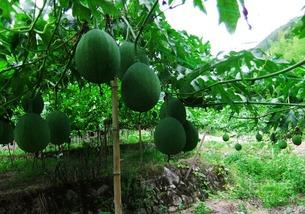 吊瓜 怎吃,解锁夏日清新口感