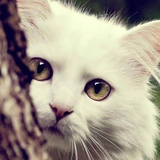 娱乐吃瓜酱桂花猫,揭秘娱乐圈那些不为人知的幕后故事