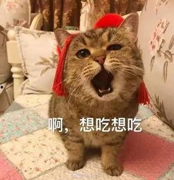 娱乐吃瓜酱收了你的猫粮,宠物界的“网红”效应